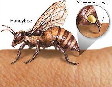 نکاتی در مورد زهر زنبور عسل: